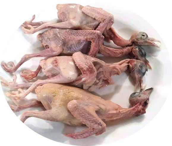 আস্ত কবুতর ( PIGEON )