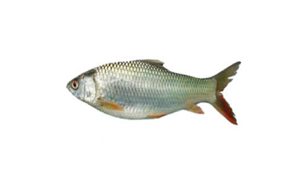 MIRKA FISH মিরকা মাছ ২৫০ গ্রাম