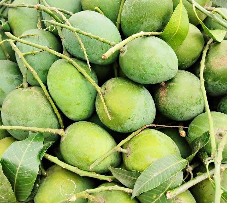 Himsagor Mango - হিমসাগর আম (Medium) 1 kg